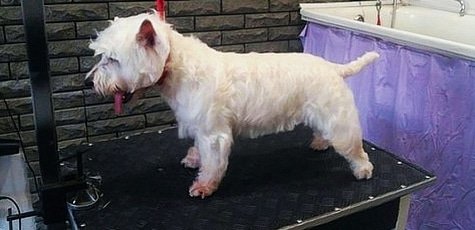 Скидка 25% в «GaVik Animal Services»