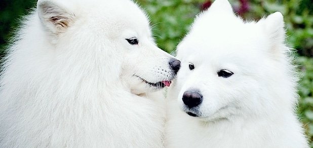 https://cdn1.pokupon.ua/uploaded/new_campaign_pictures/246048/data/main620x292/876543.jpg?1485780729