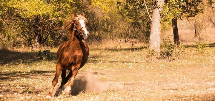 https://cdn1.pokupon.ua/uploaded/new_campaign_pictures/258829/data/main720x340/DDhneJfjHBU.jpg?1488363533