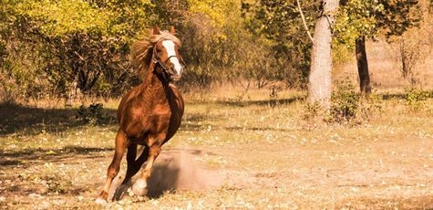 Прогулки на лошадях в конном клубе «Агата»