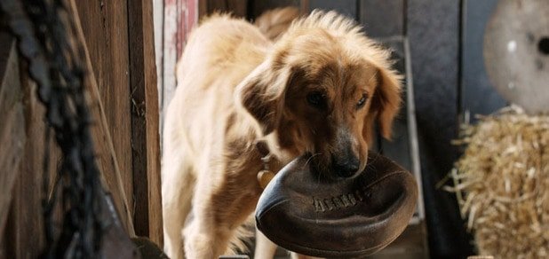 https://cdn1.pokupon.ua/uploaded/new_campaign_pictures/259333/data/main620x292/720x_A-Dogs-Purpose2.jpg?1488462487