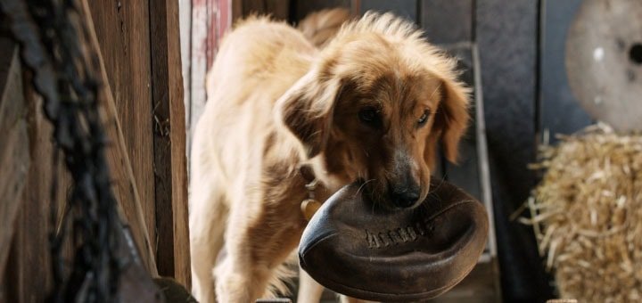 https://cdn1.pokupon.ua/uploaded/new_campaign_pictures/259517/data/main720x340/720x_A-Dogs-Purpose2.jpg?1488534793