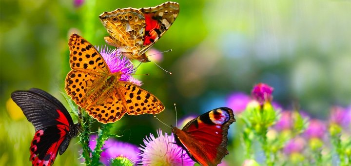 https://cdn1.pokupon.ua/uploaded/new_campaign_pictures/26652/data/main720x340/buterfly_shapka.jpg?1398859986
