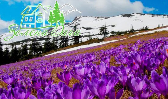 https://cdn1.pokupon.ua/uploaded/new_campaign_pictures/284511/data/main720x340/ddddddd.JPG_55.jpg?1488906091