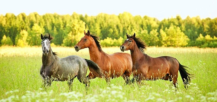 https://cdn1.pokupon.ua/uploaded/new_campaign_pictures/29870/data/main720x340/horses-big-1.jpg?1406627016