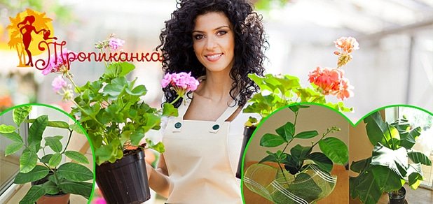 https://cdn1.pokupon.ua/uploaded/new_campaign_pictures/36644/data/main620x292/%D1%82%D0%B5%D0%BF%D0%BB%D0%B8%D1%86%D0%B0.jpg?1419518289