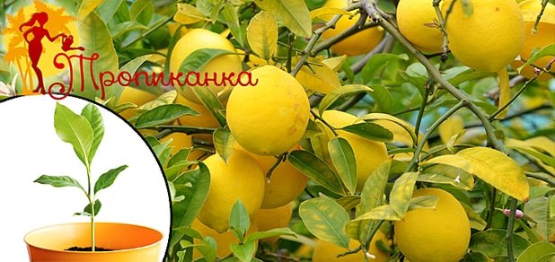 https://cdn1.pokupon.ua/uploaded/new_campaign_pictures/36733/data/main620x292/%D0%BB%D0%B5%D0%BC%D0%BE%D0%BD_%D1%82%D1%80%D0%B82.jpg?1419601092