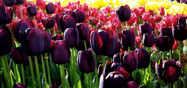 https://cdn1.pokupon.ua/uploaded/new_campaign_pictures/397464/data/main620x292/Turkey-Tulips-Festival-1024x768.jpg?1490947247