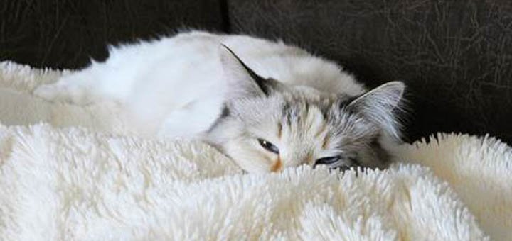 https://cdn1.pokupon.ua/uploaded/new_campaign_pictures/408926/data/main720x340/image004.jpg?1499332255