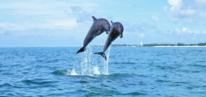https://cdn1.pokupon.ua/uploaded/new_campaign_pictures/414599/data/main720x340/520x3.jpg?1499346811