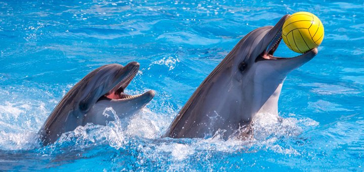 https://cdn1.pokupon.ua/uploaded/new_campaign_pictures/421440/data/main720x340/shutterstock_433314091.jpg?1502871956