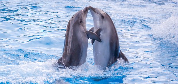 https://cdn1.pokupon.ua/uploaded/new_campaign_pictures/421441/data/main620x292/shutterstock_433314184.jpg?1502871957