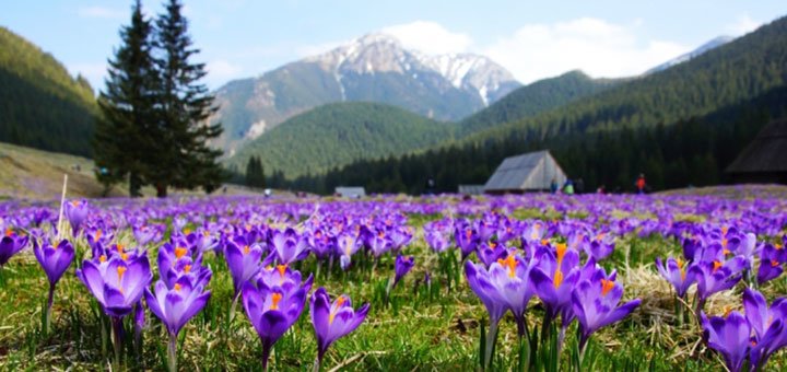 https://cdn1.pokupon.ua/uploaded/new_campaign_pictures/426405/data/main720x340/%D0%AF%D0%BB%D1%8B%D0%BD%D0%BA%D0%B0_%D0%B4%D0%BE6.jpg?1505920164