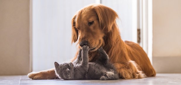 https://cdn1.pokupon.ua/uploaded/new_campaign_pictures/434805/data/main620x292/shutterstock_507810382.jpg?1510150991