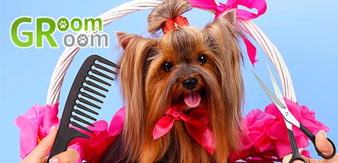 Уход за собаками в салоне «GroomRoom»