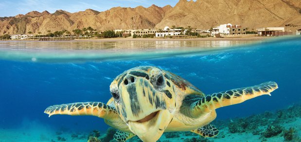 https://cdn1.pokupon.ua/uploaded/new_campaign_pictures/467980/data/main620x292/Egypt_Vacation-Spotlight.jpg?1519393064