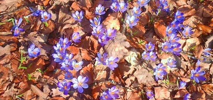 https://cdn1.pokupon.ua/uploaded/new_campaign_pictures/469880/data/main720x340/128522503.jpg?1520004304
