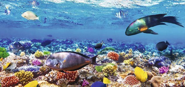 https://cdn1.pokupon.ua/uploaded/new_campaign_pictures/492319/data/main620x292/podvodnui-mir-sharm-el-sheikh.jpg?1529505750