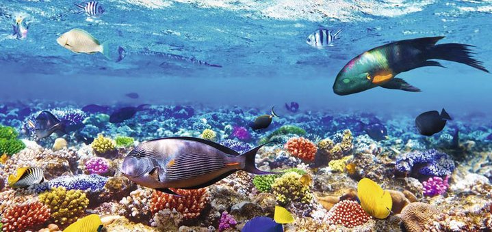 https://cdn1.pokupon.ua/uploaded/new_campaign_pictures/492319/data/main720x340/podvodnui-mir-sharm-el-sheikh.jpg?1529505750
