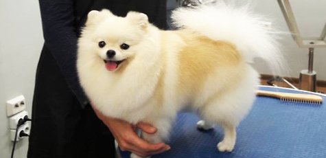Груминг и стрижка собак от кабинета «Best Dog»