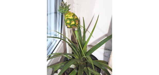 https://cdn1.pokupon.ua/uploaded/new_campaign_pictures/503856/data/main620x292/ananas_s_plodom3.jpg?1534338256