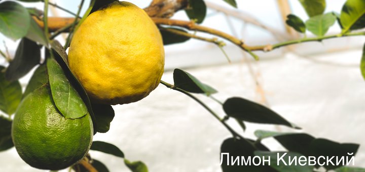 https://cdn1.pokupon.ua/uploaded/new_campaign_pictures/513409/data/main720x340/_DSC0030-2.jpg?1537435875