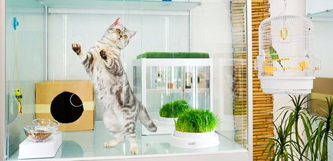 До 2 суток в гостинице для кошек «Мир Мяу»