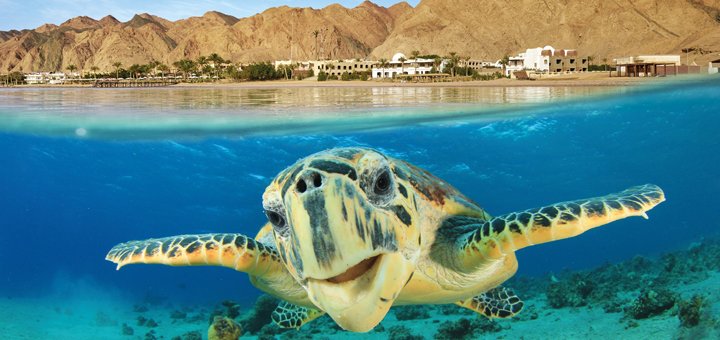 https://cdn1.pokupon.ua/uploaded/new_campaign_pictures/524334/data/main720x340/Egypt_Vacation-Spotlight.jpg?1541145179