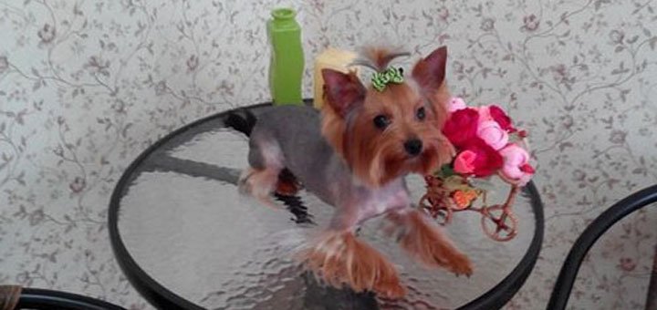 https://cdn1.pokupon.ua/uploaded/new_campaign_pictures/525741/data/main720x340/strizhka_sobak_22.jpg?1541605183