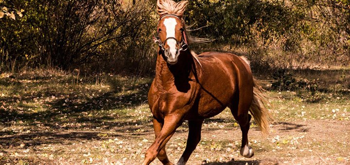 https://cdn1.pokupon.ua/uploaded/new_campaign_pictures/527839/data/main720x340/JokhYEq1L1s.jpg?1542294366