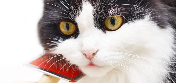https://cdn1.pokupon.ua/uploaded/new_campaign_pictures/528962/data/main720x340/shutterstock_41602078.jpg?1542713484