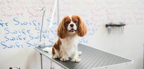 Скидка 10% на стрижку собак в салоне «Dogstar»