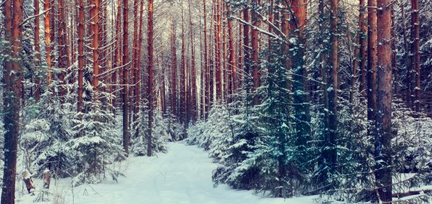 https://cdn1.pokupon.ua/uploaded/new_campaign_pictures/538991/data/main620x292/shutterstock_174479549.jpg?1544608271