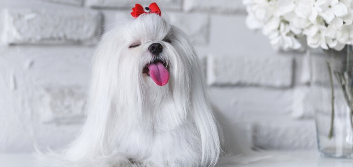 https://cdn1.pokupon.ua/uploaded/new_campaign_pictures/544494/data/main720x340/shutterstock_722289454.jpg?1546933814