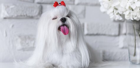 Уход за собаками в салоне «GroomRoom»