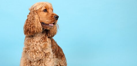 Стрижка спаниеля в «Best Dog»