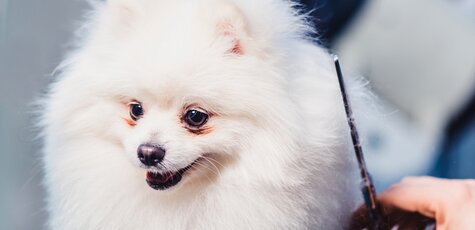 Скидка 15% на стрижку шпица от грумера в «Best Dog