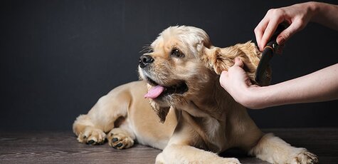Груминг и стрижка спаниеля в «Best Dog»