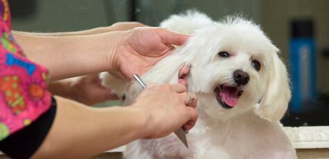 Стрижка болонки от грумера в «Best Dog»