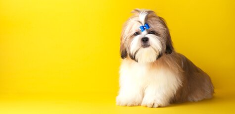 Груминг и стрижка ши-тцу от грумера в «Best Dog»