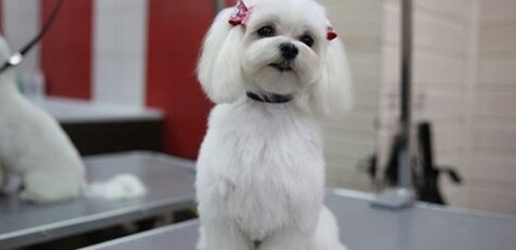 Груминг и стрижка Болонки от грумера в «Best Dog»