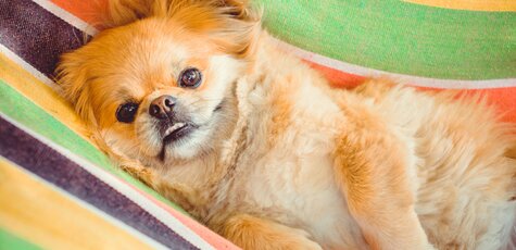 Стрижка пекинеса от грумера в «Best Dog»