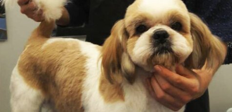 Стрижка для Ши-тцу от грумера в «Best Dog»