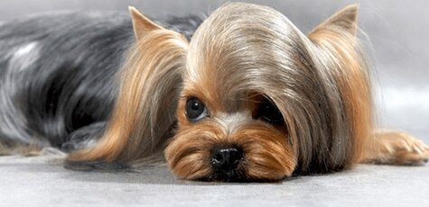 Стрижка йоркширского терьера от «Best Dog»