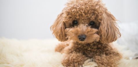Стрижка пуделя от грумера в салоне «Best Dog»