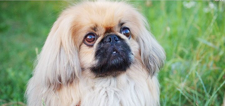 https://cdn1.pokupon.ua/uploaded/new_campaign_pictures/547355/data/main720x340/sobaka_pekines_42_18171744-e1503076839642.jpg?1547452950