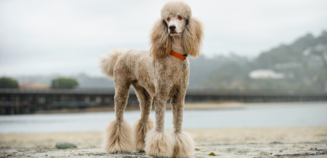 Стрижка и груминг пуделя в зоосалоне «Best Dog»