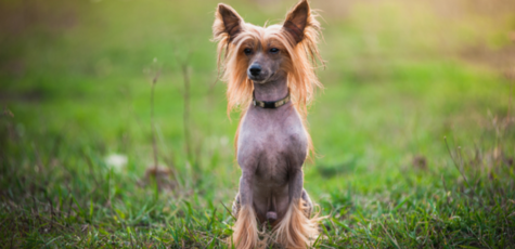 Груминг и стрижка китайской хохлатой в «Best Dog»