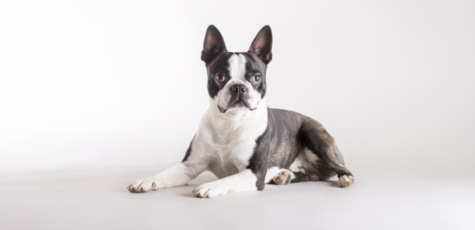 Стрижка собак маленьких пород в «Best Dog»