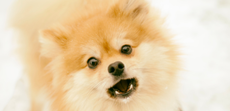 Груминг, стрижка собак мелких пород в «Best Dog»
